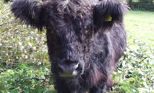 Herdbuchzucht Gallowayf&aumlrse